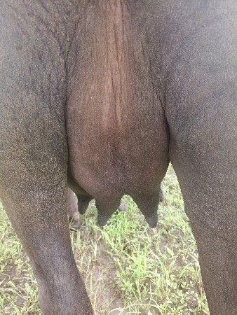 ખડાય