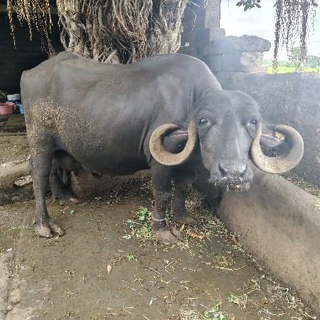 ભેંશ વેચવાની છે