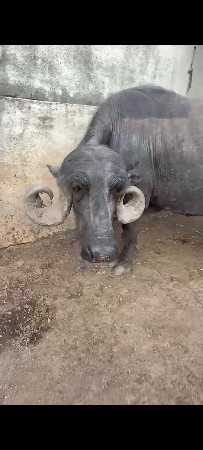 ઓરીજનલ ટોપલી ભેંશ