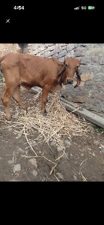 ગીર