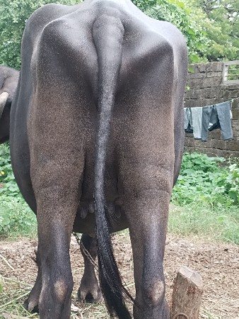 20 દિવસ એની કાચી છે