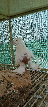 સફેદ 4 5 માંદી છે