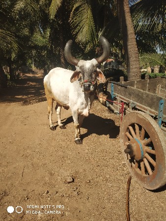બળદ વેચવાના છે