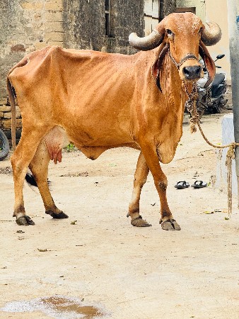 ઓરીજનલ ગીર ગાય વેચવાની છે