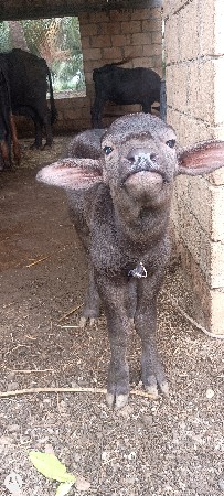 pado