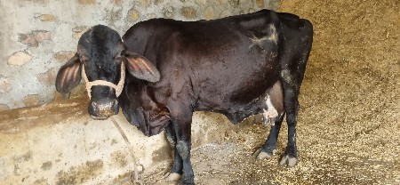 ગીર ક્રોસ ગાઈ વેસવાની છે