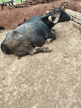 ભેંસ વેચવાની છે