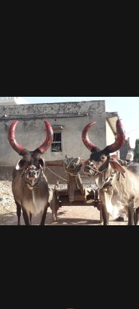 બડધ વેચવાના છે