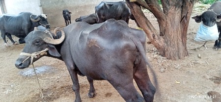 ખડેલી વેસવાની સે