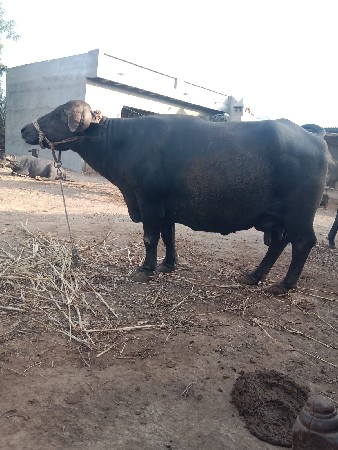 ભેંસ વેચવાની છે