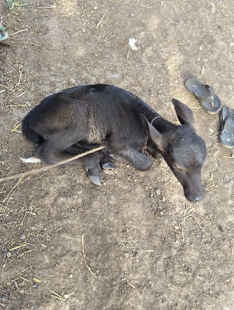 પેલુ વેતર