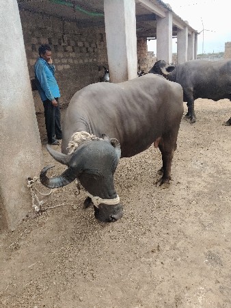 પારેટ 2 ભેસુ વેચવાની છે