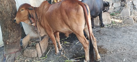 ગીર હોડકી વેચવાની