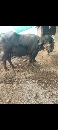 ભેંસ વેચવાની છે