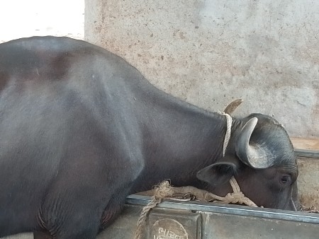 ખડેલી
