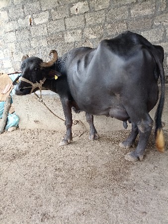 ભેંસ વેચવાની છે