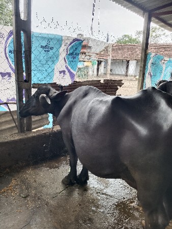 ભેંસ વેચવા ની છે