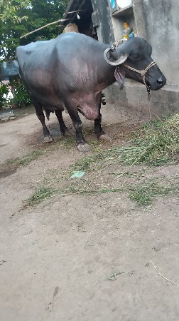 992403670