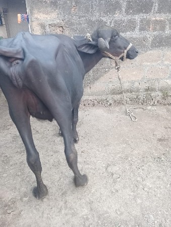 જાફરાબાદી દેશી પાડી વેચવાની છે