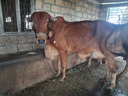 દુધ ખાવા આપવા ની છે