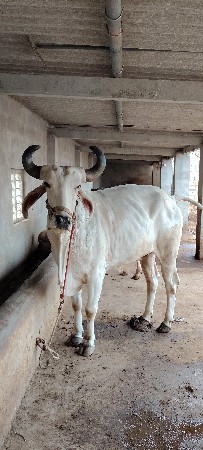 વેંચવા