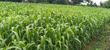 ગુદરી નું મીઠું લીલું
7 ફૂટ