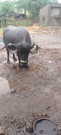 ભેંસ વેચવાની છે