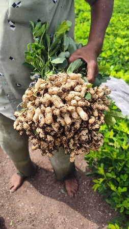 રેનો રેમ્બો મગફળીના ઓરા
