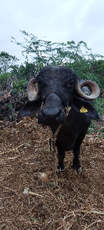 ભેંસ વેચવાની છે