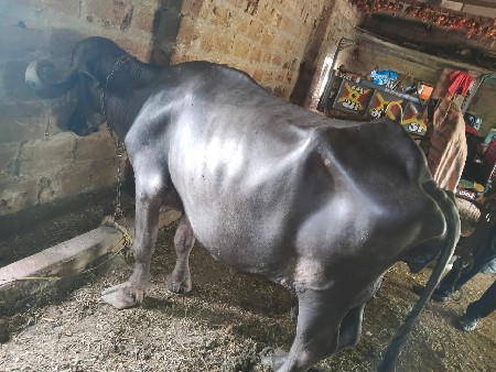 ભેંશ વેચવાની છે