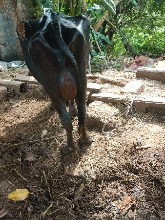 ભેંસો વેચવા ની છે