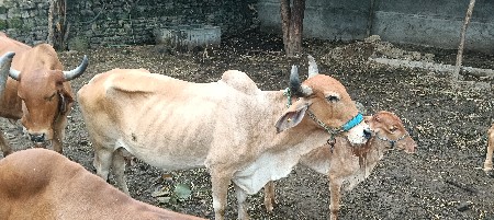 દેશી ગાય