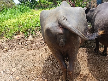 ભેંસ વેચવા ની છે