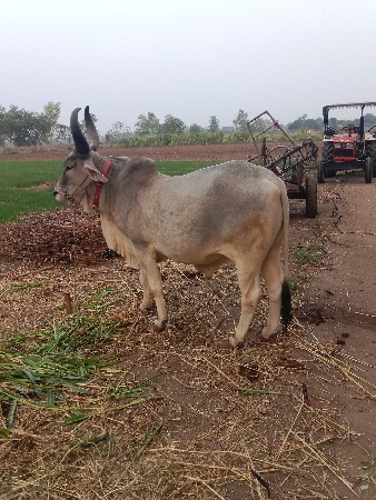 છોદાતે