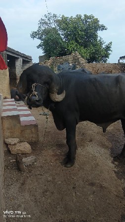 આ પાડો વેચવાનો છે