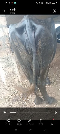 3 vatar ni vacha vani saa