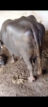 ભેસ વેસવાનીછે