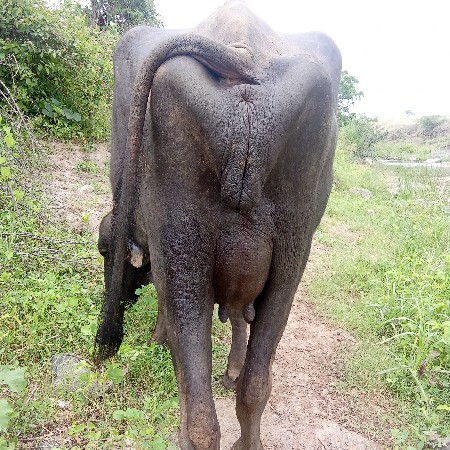 વેચવાની