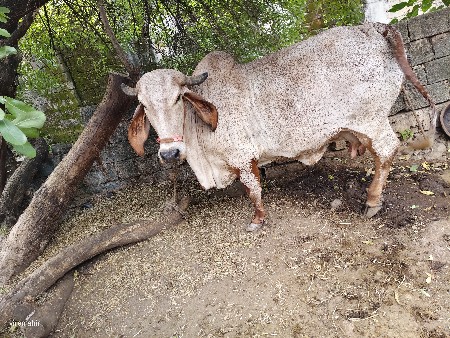 ગાય વેસવાની સે