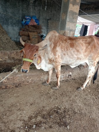 gay veshvani chhe