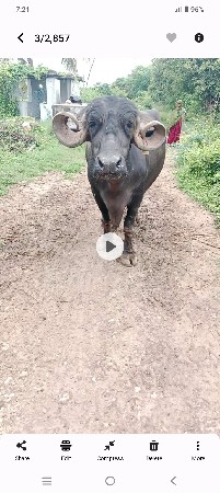જાફરાબાદી ભેંસ વેશવાની સે