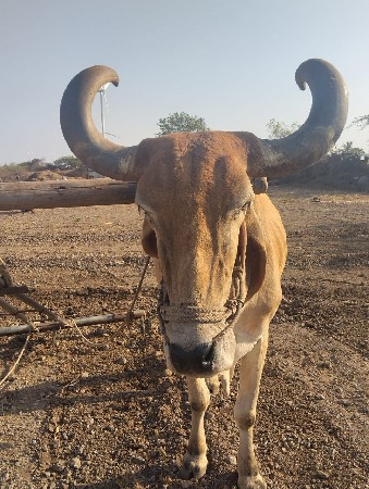 બળદ‌ વેચવાનુ‌ છે