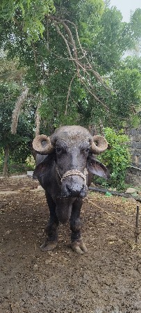 ભેંસ વેચવાની છે