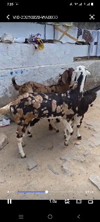 Rajasthani સિરોહી ગુજરી બકરી વે
