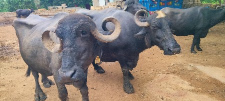 બે ભૈસૌ વેસવા ની છે