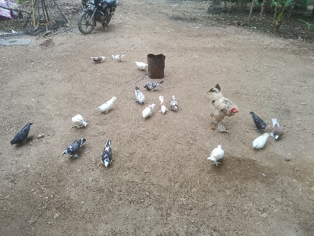 કબુતર