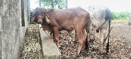 ગીર વાછડી