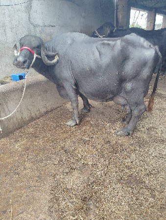 3 વેતર વીયાસે.