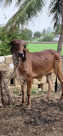હોડકી વેચવા ની છે