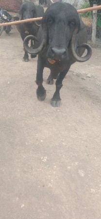 ખડાઈ વેચવાની છે